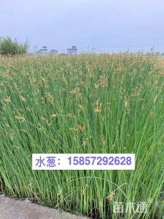 高度80厘米水葱