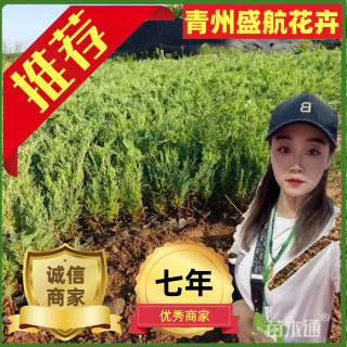 高度20厘米沙地柏