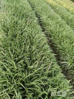 高度20厘米金边阔叶麦冬