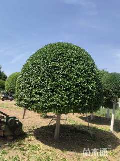 冠幅200厘米卫矛球