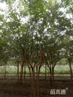 高度500厘米丛生国槐