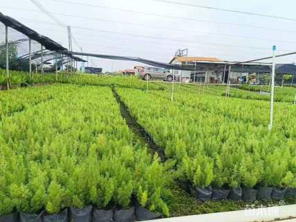 高度15厘米狐尾天门冬