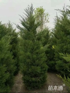 高度300厘米蜀桧