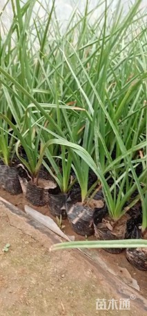 高度30厘米火炬花