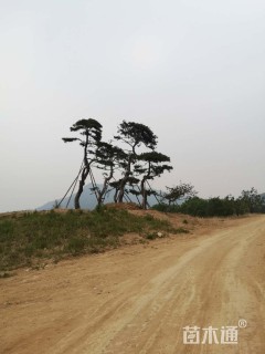 断根苗造型油松