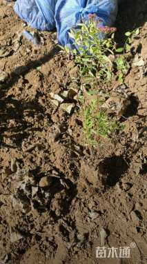 高度30厘米金山绣线菊