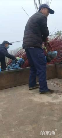 高度60厘米红瑞木