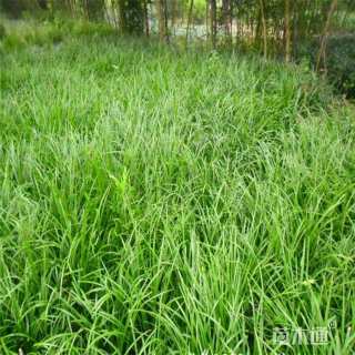 高度20厘米麦冬