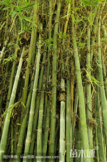 4公分岭南山竹子