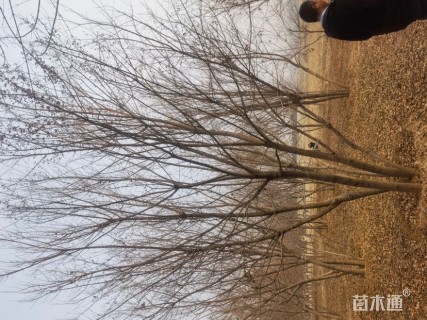 高度500厘米丛生五角枫