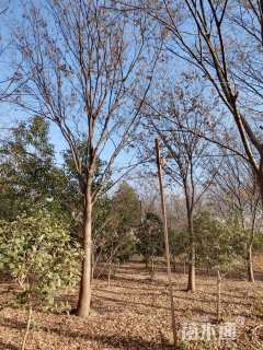 20公分榉树