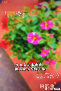 高度30厘米舞春花