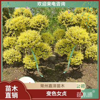 高度180厘米变色女贞