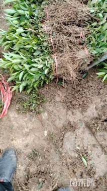 高度10厘米连翘小苗