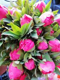 高度45厘米芍药