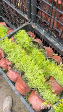 高度25厘米夏堇