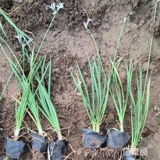 高度15厘米紫娇花