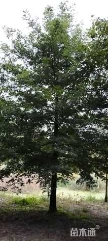 20公分娜塔栎