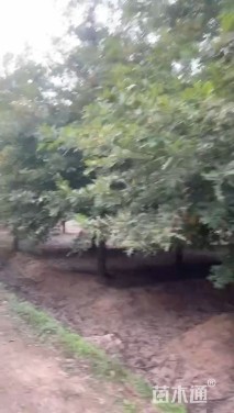 20公分娜塔栎