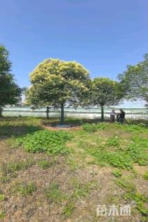 15公分大叶女贞