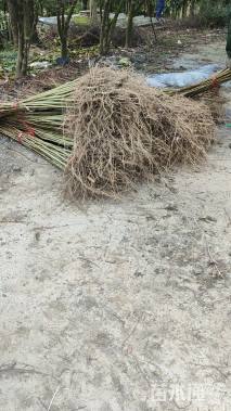高度105厘米马褂木小苗