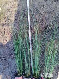 高度100厘米细叶芒