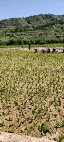 高度35厘米鸢尾