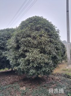15公分桂花