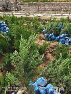 高度60厘米小龙柏