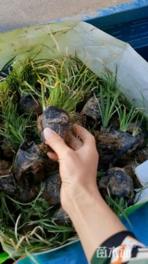 高度15厘米马莲