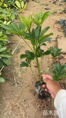 高度20厘米鸭脚木