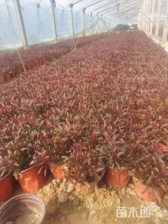 高度30厘米山桃草