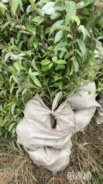 1公分香樟