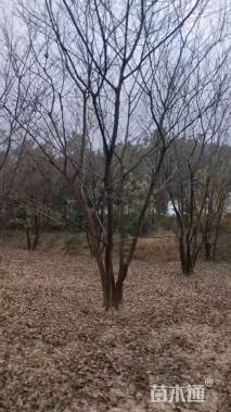8公分(5杆)丛生朴树
