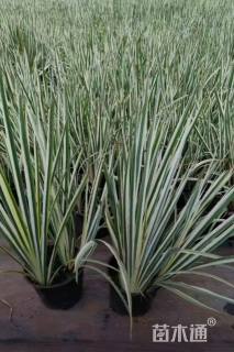 高度50厘米花叶玉蝉花