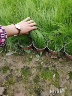 高度40厘米细叶针芒