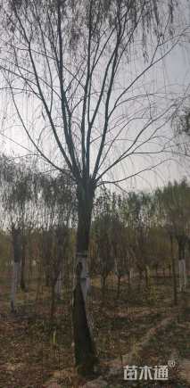 20公分垂柳