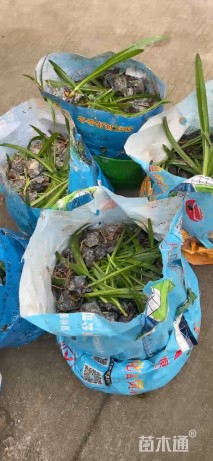 高度25厘米蜘蛛兰