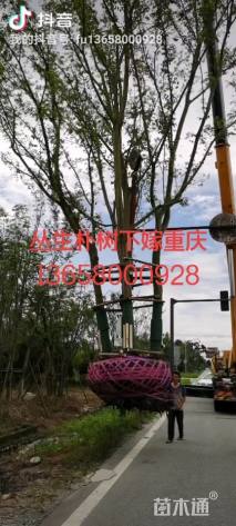 15公分(5杆)丛生朴树