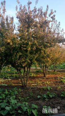 高度600厘米丛生茶条槭