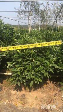 高度50厘米非洲茉莉