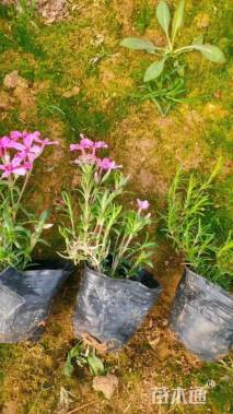 高度15厘米丛生福禄考