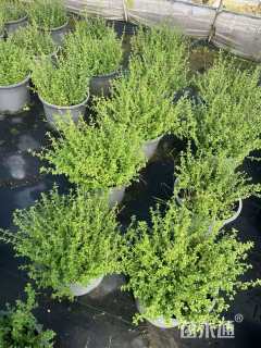 高度20厘米六月雪