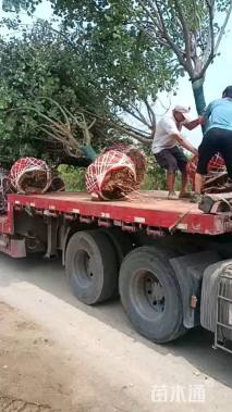 5公分黄栌
