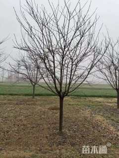 12公分日本早樱