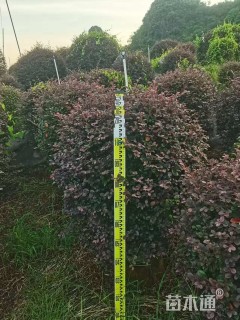 高度100厘米美女樱