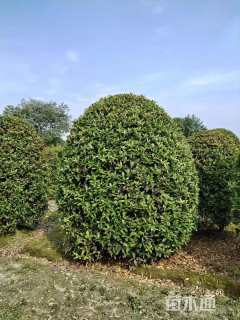 冠幅300厘米桂花球