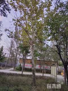 15公分法桐