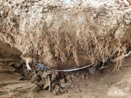 10公分绚丽海棠