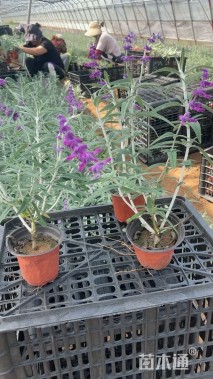 高度40厘米墨西哥鼠尾草